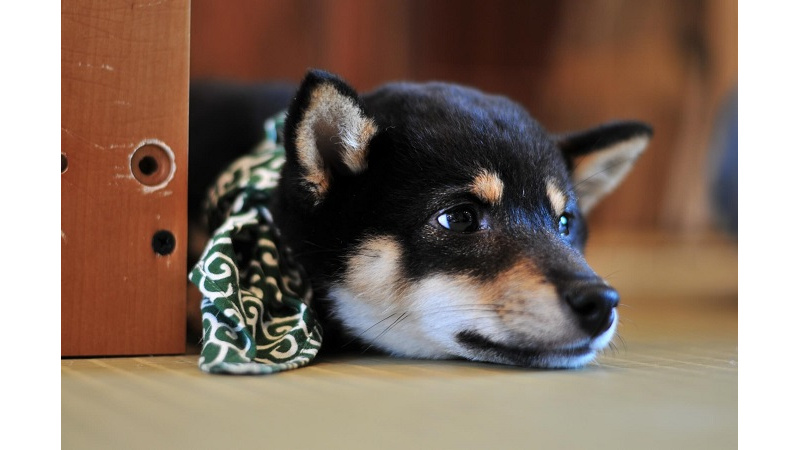 みらいワークス 公式 株式会社犬の家の管理職求人 愛知県春日井市